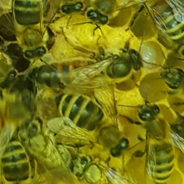 Bienenkönigin & Königinnenzucht