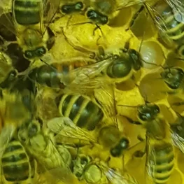 Bienenkönigin & Königinnenzucht