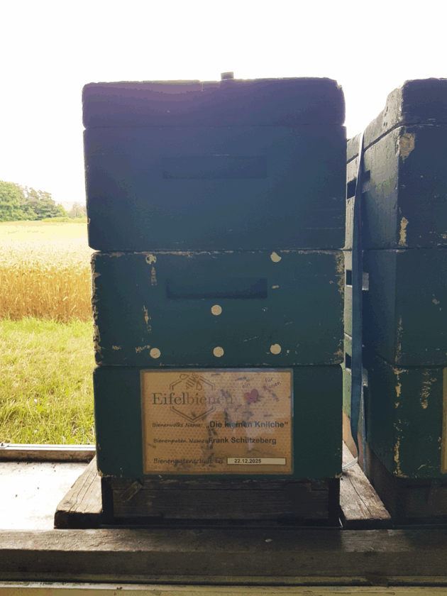 Bienenpatenschaft – Bild 7