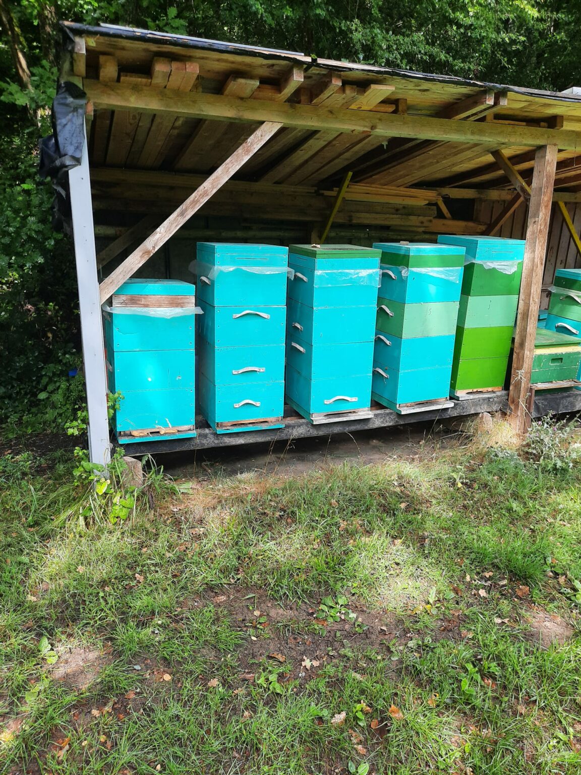 Bienen mit Komplettset Beute online kaufen